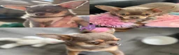 Chihuahua dogs for sale: Kc registered chihuahua pups - Advert 9