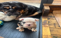 English Bulldog dogs for sale: English bulldog - Advert 2