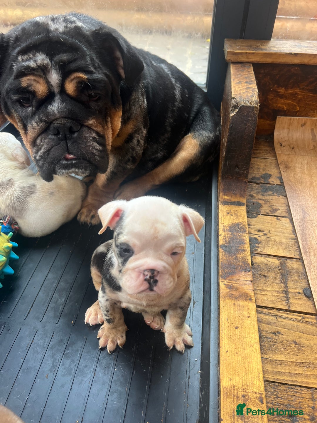 English Bulldog dogs for sale: English bulldog - Advert 2