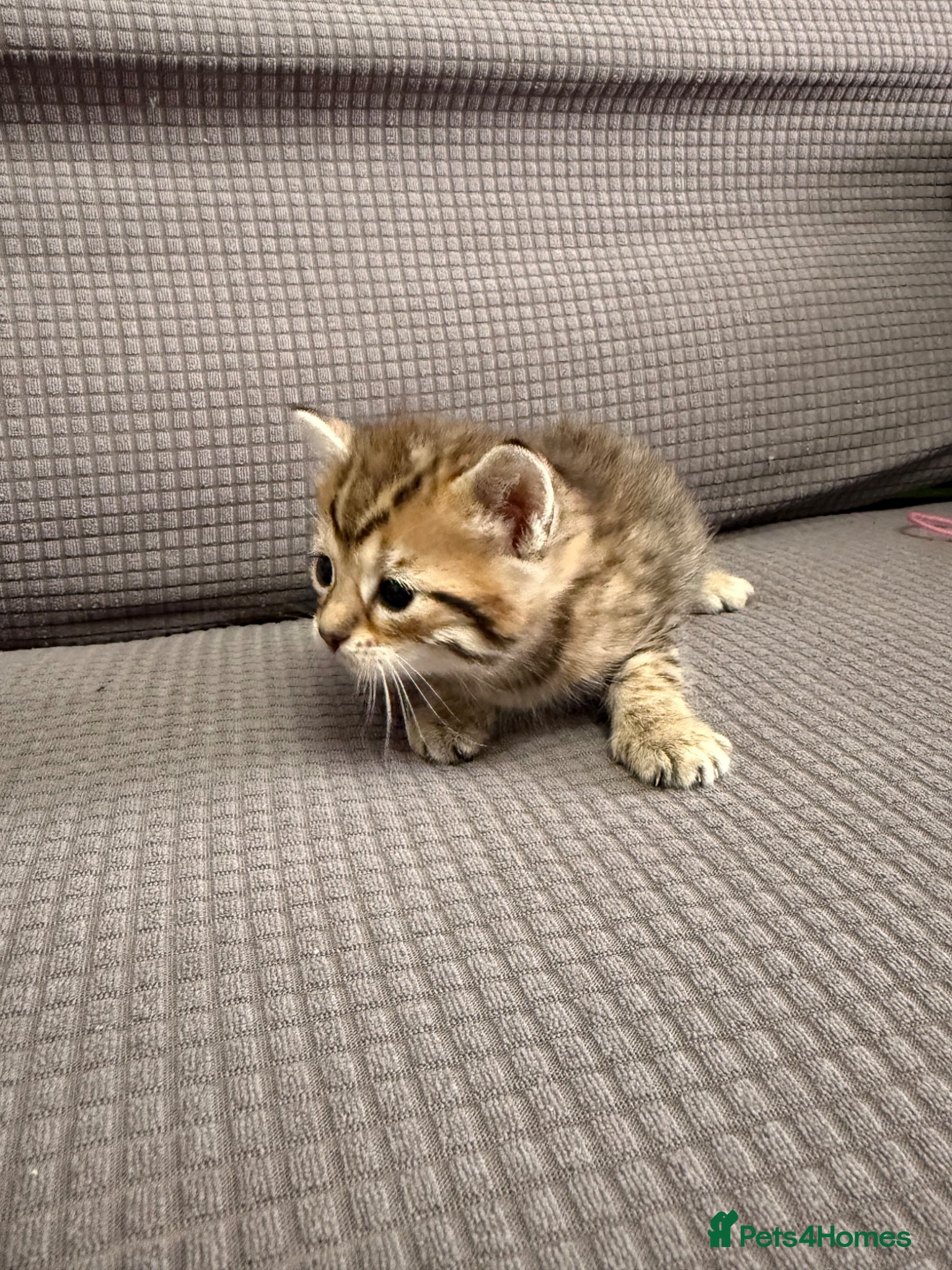 Mixed Breed cats for sale: Beautiful little kittens for sale - Advert 9