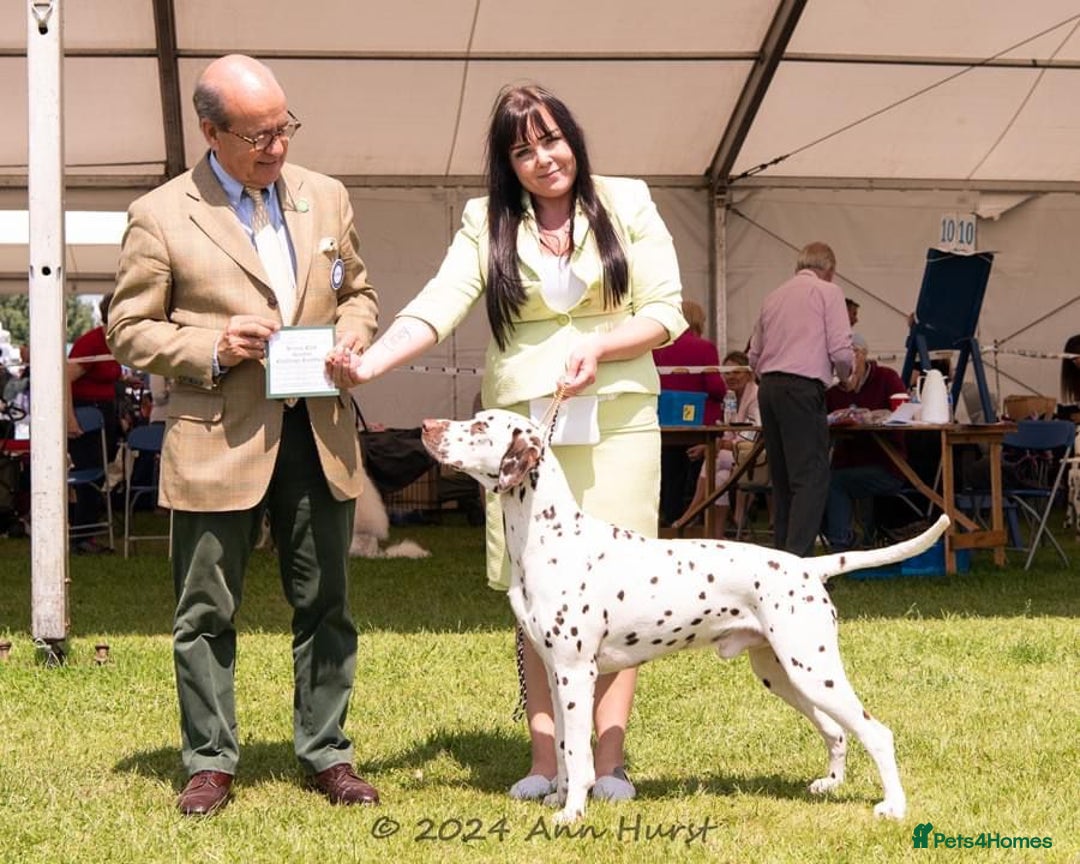 Dalmatian dogs for sale: Stunning KC dalmation puppies for sale! - Image 29