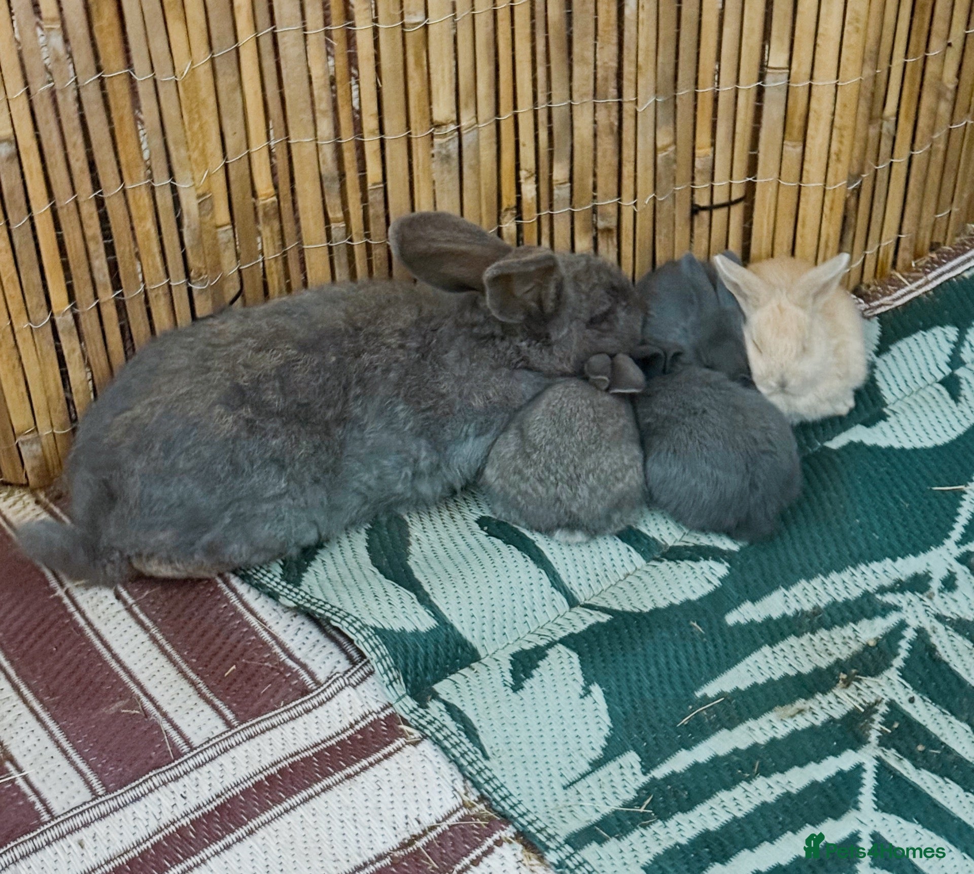 Continental Giant rabbits 3 x Gorgeous Continental/French Lop Bunnies ♥️ - Advert 1
