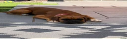 Boxer dogs for sale: Winnie in Coalville - Advert 2