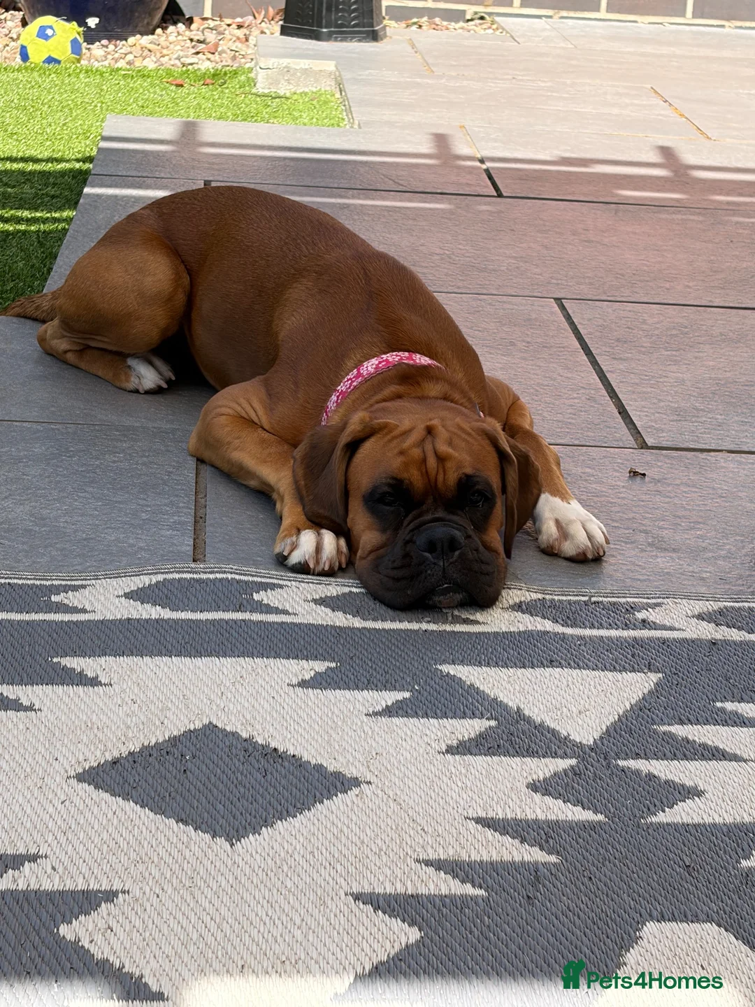 Boxer dogs for sale: Winnie in Coalville - Advert 2
