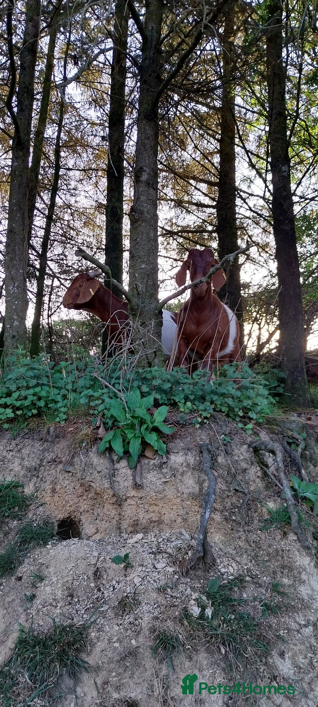 Goats livestock for sale: Two Boer Does For Sale - Image 4
