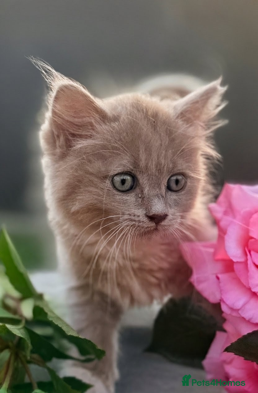 Ragdoll cats Rare Fawn ‘cherubim’ ragdoll - Advert 11