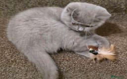 British Shorthair cats for sale: British shorthair  - Image 10
