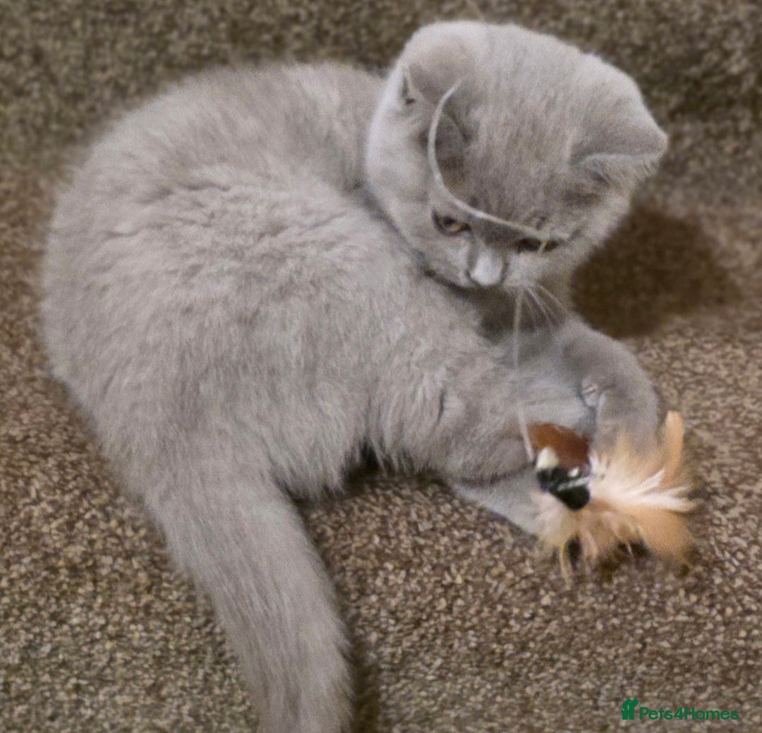 British Shorthair cats for sale: British shorthair  - Image 10