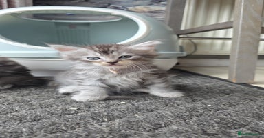 Maine Coon cats - Advert 3