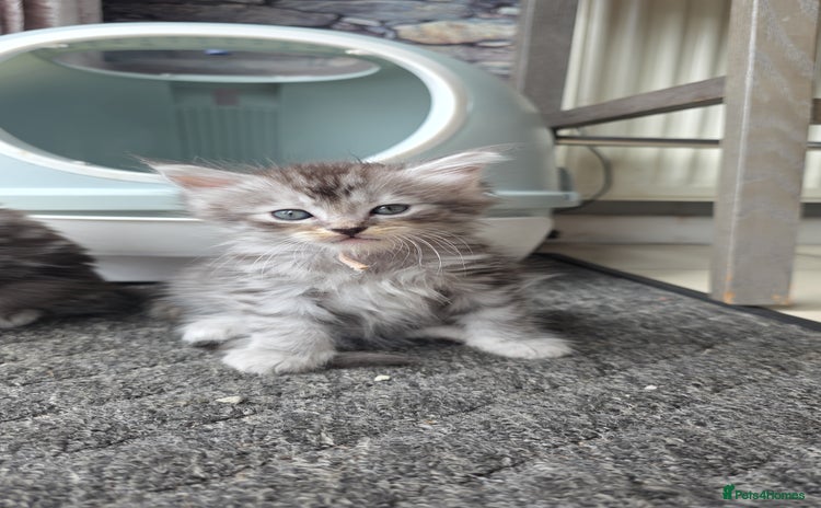 Maine Coon cats - Advert 2