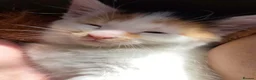 Mixed Breed cats for sale: Kitten for sale  - Advert 6