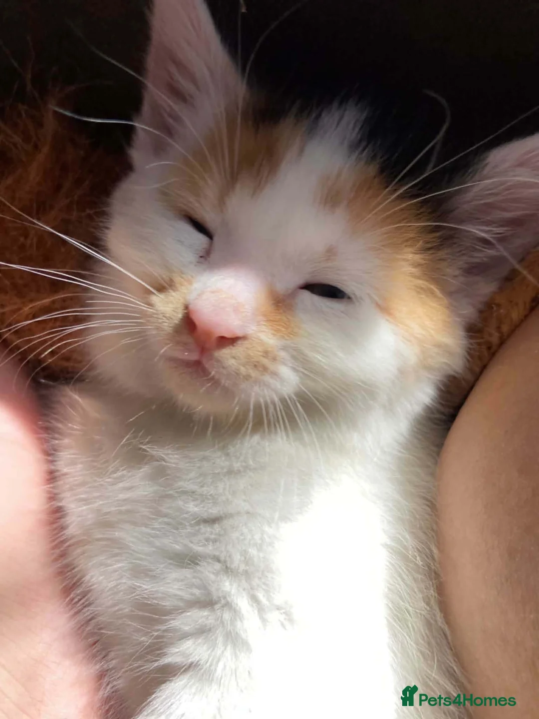 Mixed Breed cats for sale: Kitten for sale  - Advert 6