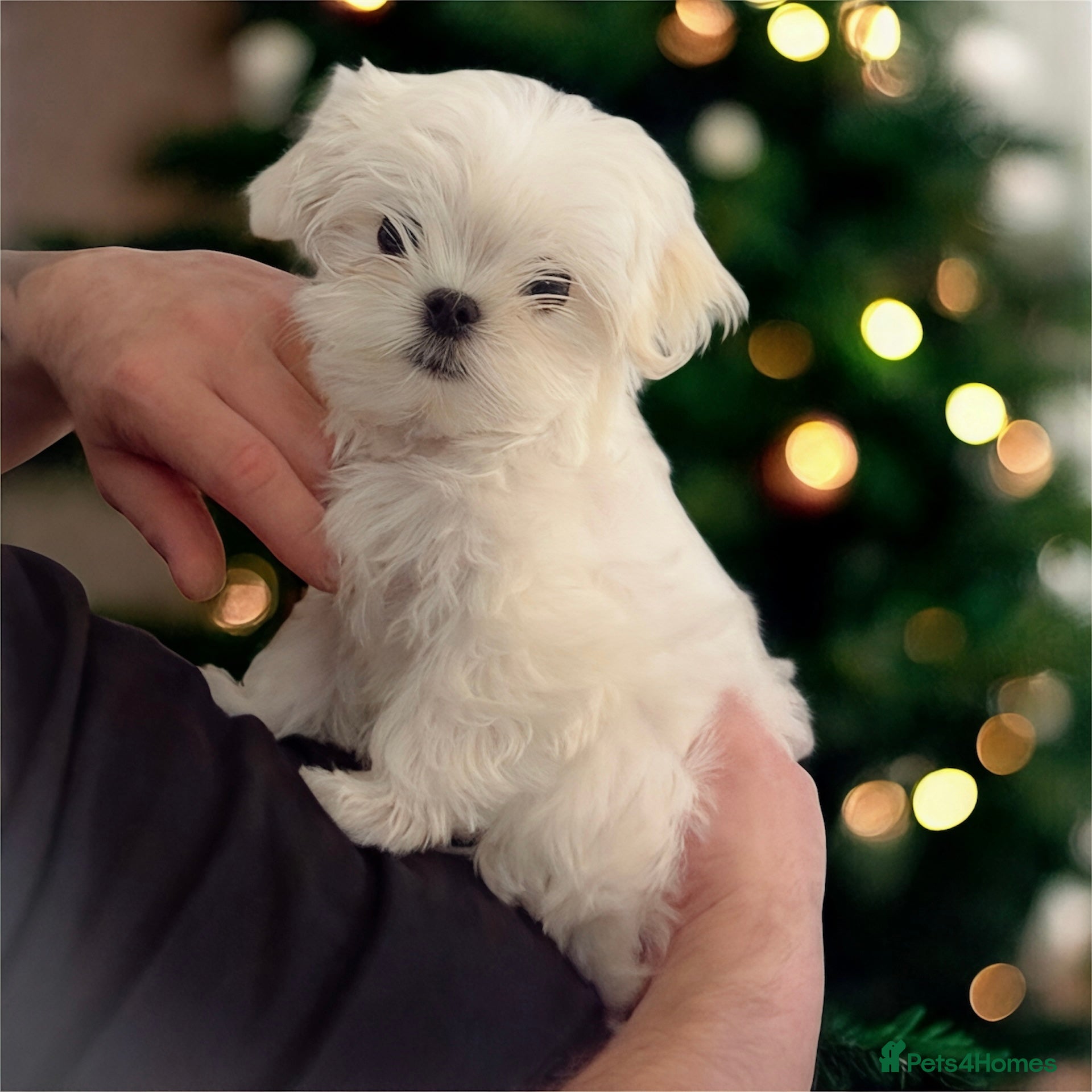 Maltese dogs 🌟Last Boy  🌟Tiny Full Korean Maltese  🌟 - Advert 2