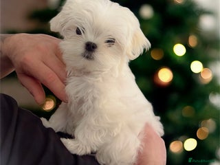 Maltese dogs 🌟Last Boy 🌟Tiny Full Korean Maltese 🌟 - Advert 6