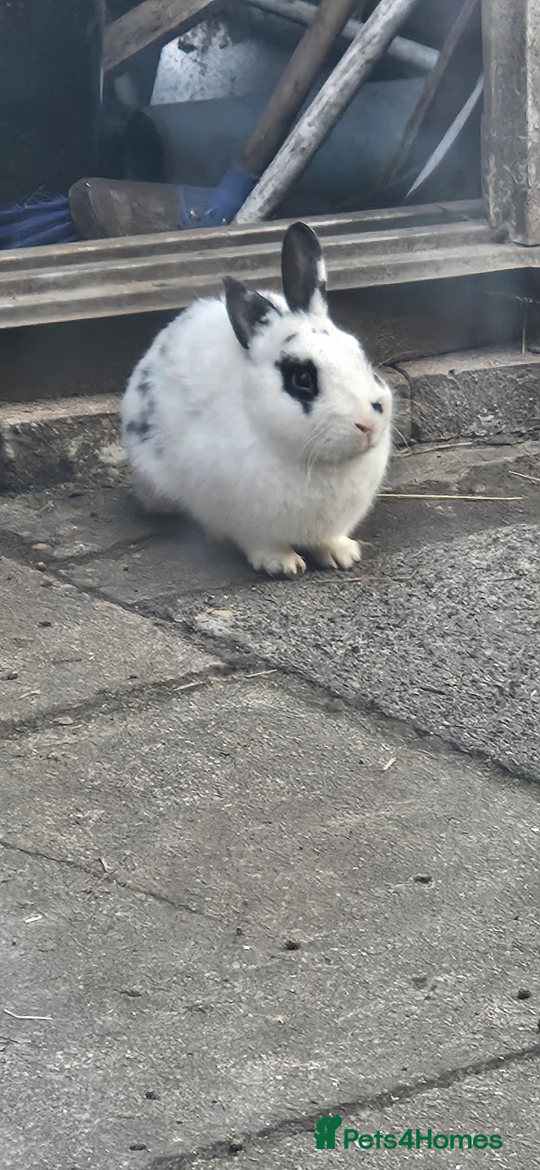 Mixed Breed rabbits for sale: They are all boys  😊 - Advert 10