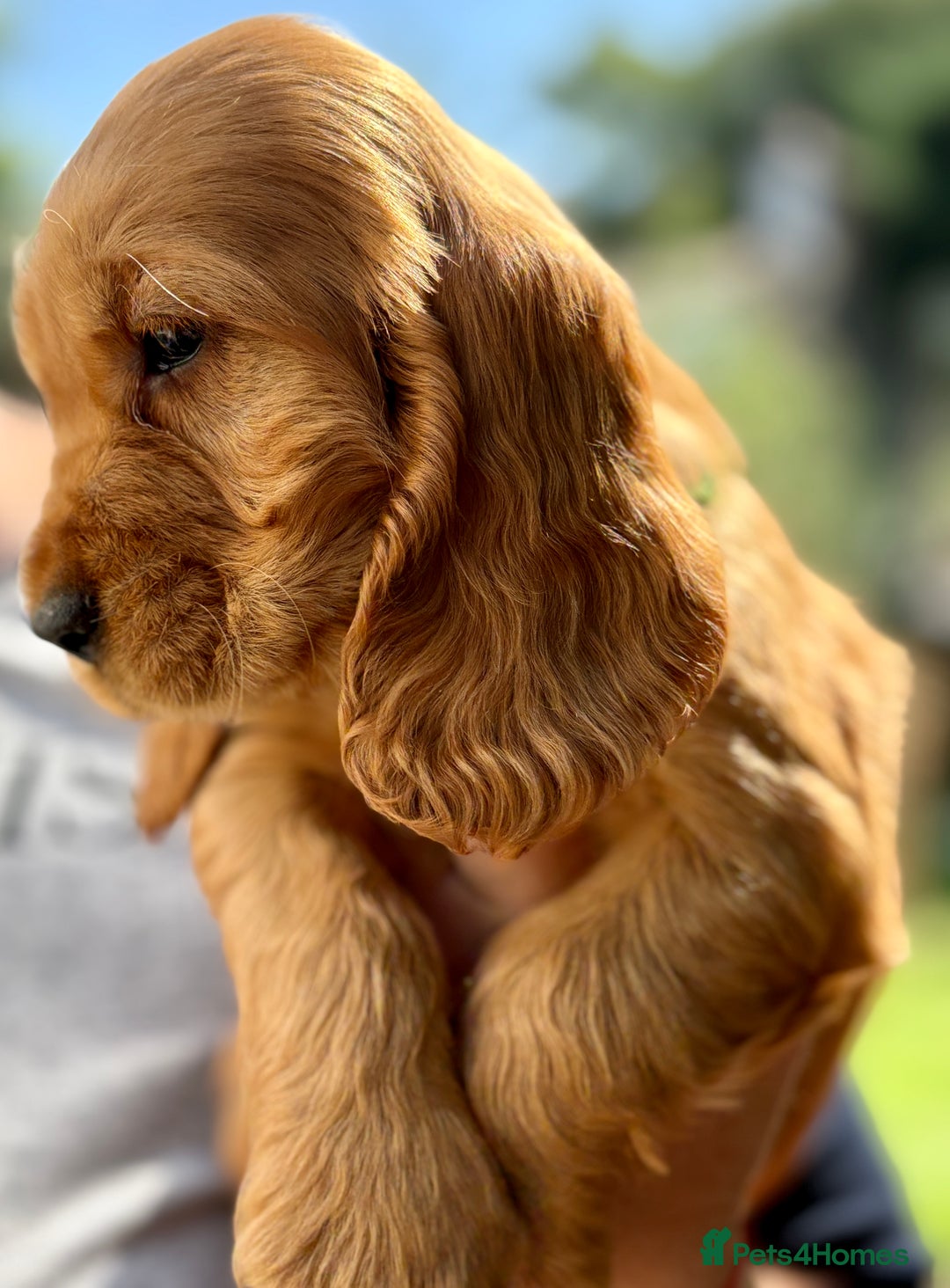 Cocker Spaniel dogs for sale: Exceptional Golden KC Show Cocker Spaniels in Chepstow - Image 5