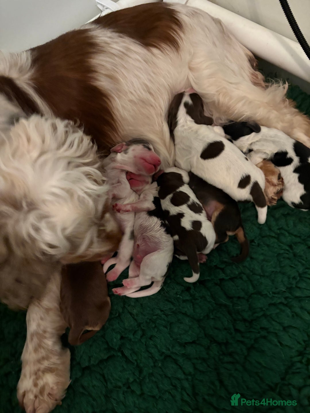 Cocker Spaniel dogs for sale: Quality kc show type cocker spaniels - Advert 13