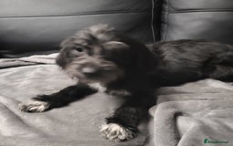 Mixed Breed dogs for sale:  Lower price  Lovely girls labrador x shit shu    in Doncaster - Image 11