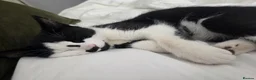 Domestic Shorthair cats for sale: Gorgeous black and white kitten called Jet - Advert 16