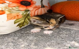 Sokoke cats for sale: Sokoke X tabby  - Image 4