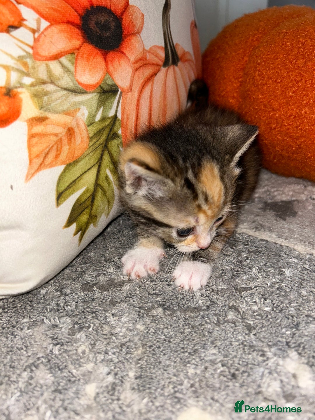Sokoke cats for sale: Sokoke X tabby  - Image 4