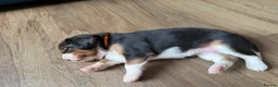 Beaglier dogs for sale: 🐾 Millie’s Beautiful Second & Final Litter 🐾 - Advert 19