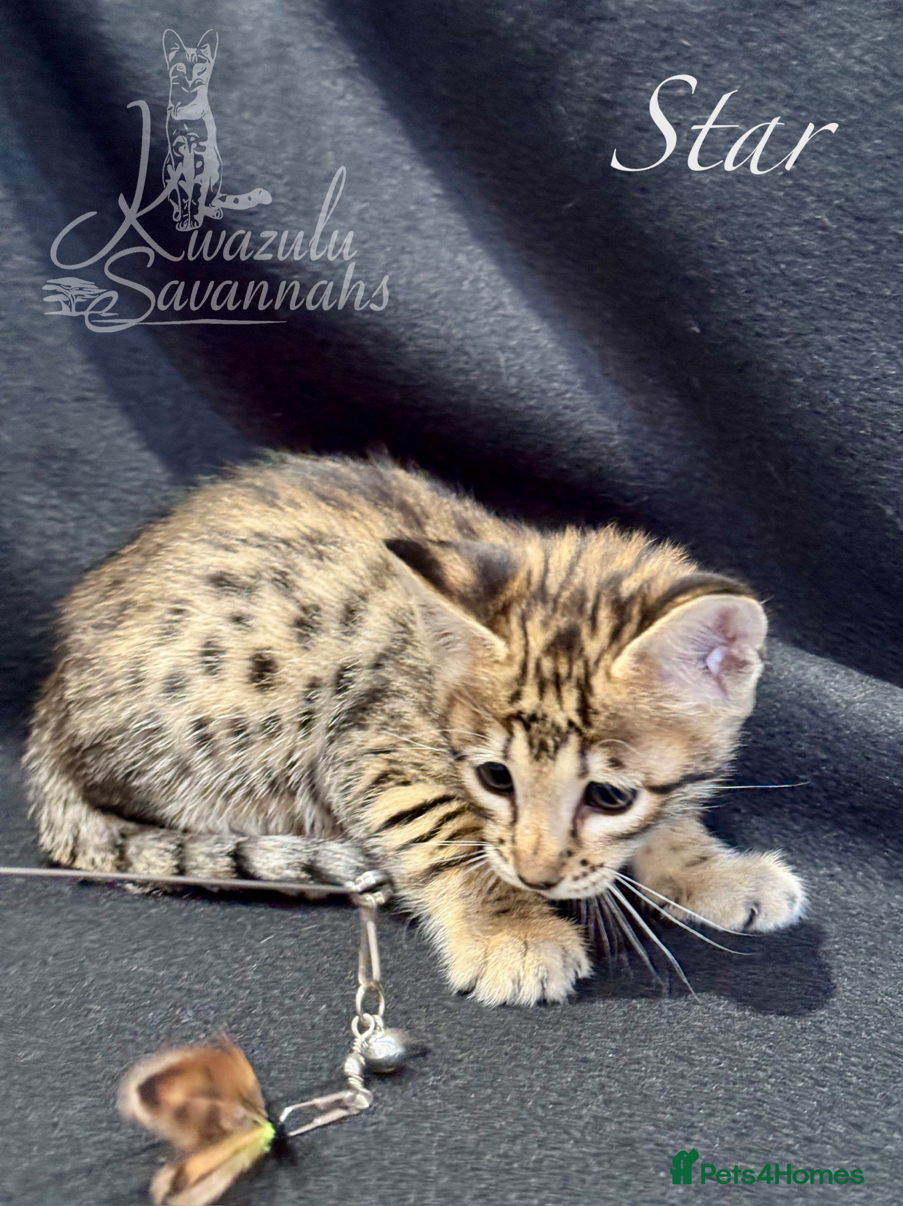 Savannah cats Excellent Quality Tica Registered Purebred kittens - Advert 8