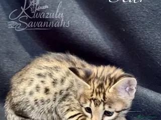 Savannah cats Excellent Quality Tica Registered Purebred kittens - Advert 6