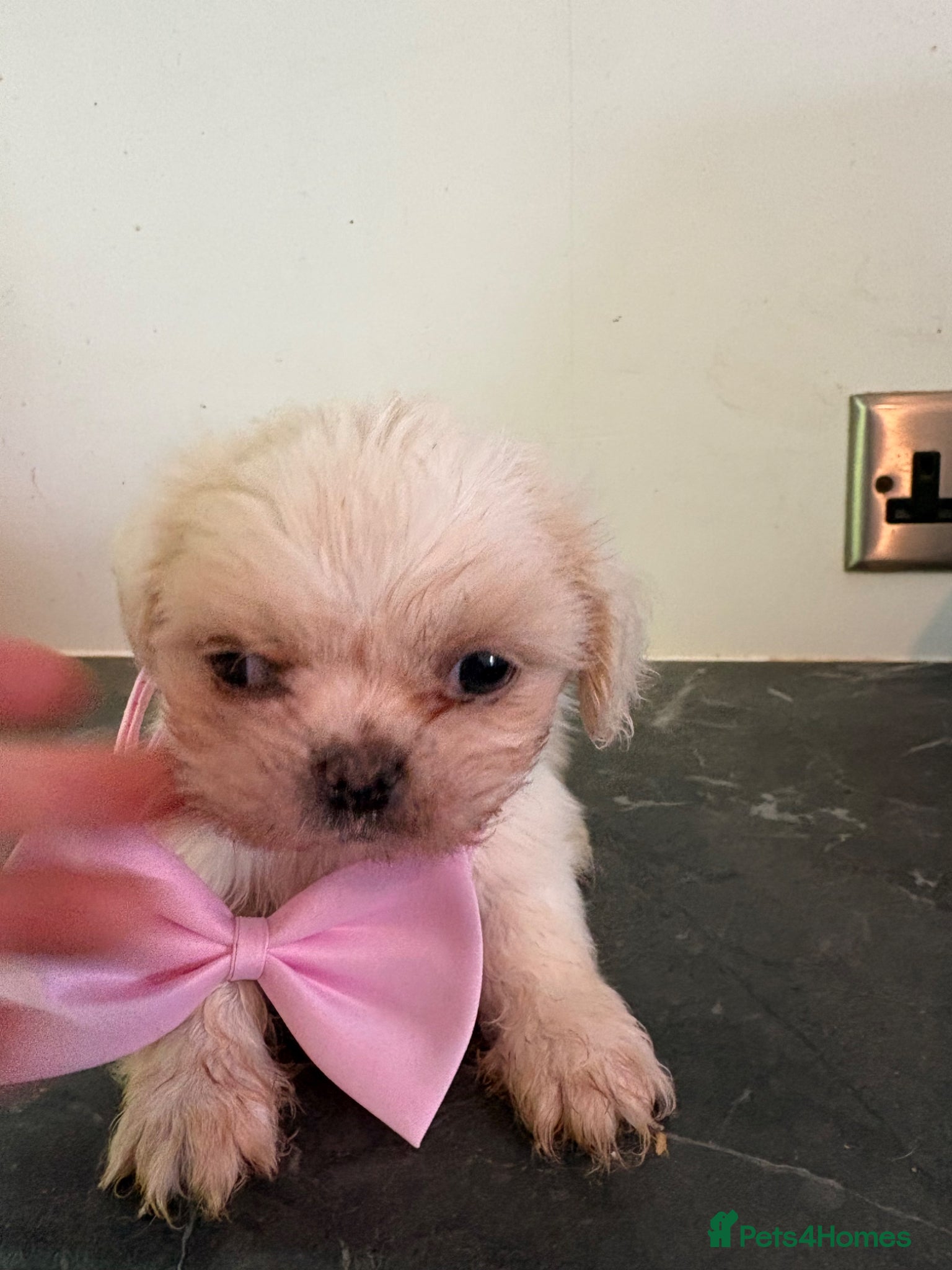 Shih Tzu dogs Stunning shihzu - Advert 5