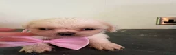 Shih Tzu dogs for sale: Stunning shihzu - Advert 9