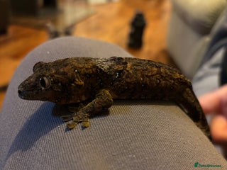 Gecko reptiles Male Mossy Gecko (Chahoua) - Advert 4