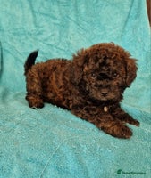 Cavapoo dogs - Advert 10