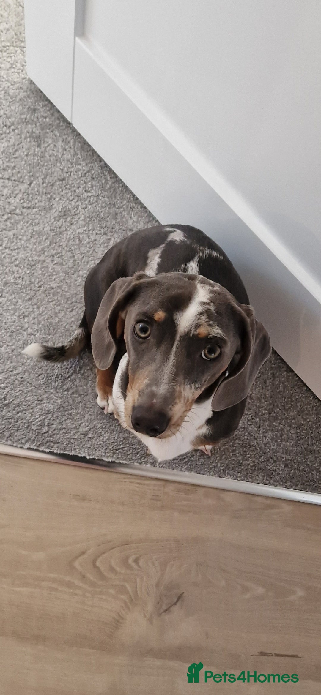 Miniature Dachshund dogs for stud: STUD  - Image 5