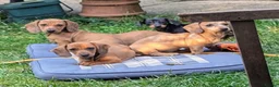 Dachshund dogs for sale: Gorgeous sausage dog puppies  in London - Advert 3