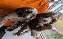 Cockapoo dogs for sale: F1 Toy Cockapoos - Image 19