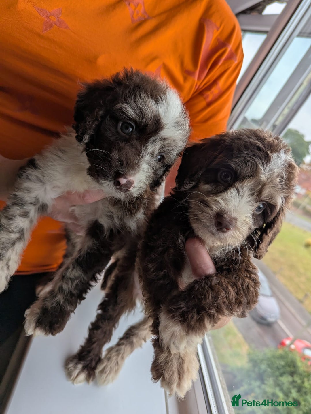 Cockapoo dogs for sale: F1 Toy Cockapoos - Image 19