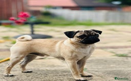 Pug dogs for sale: Beautiful boy  - Image 2