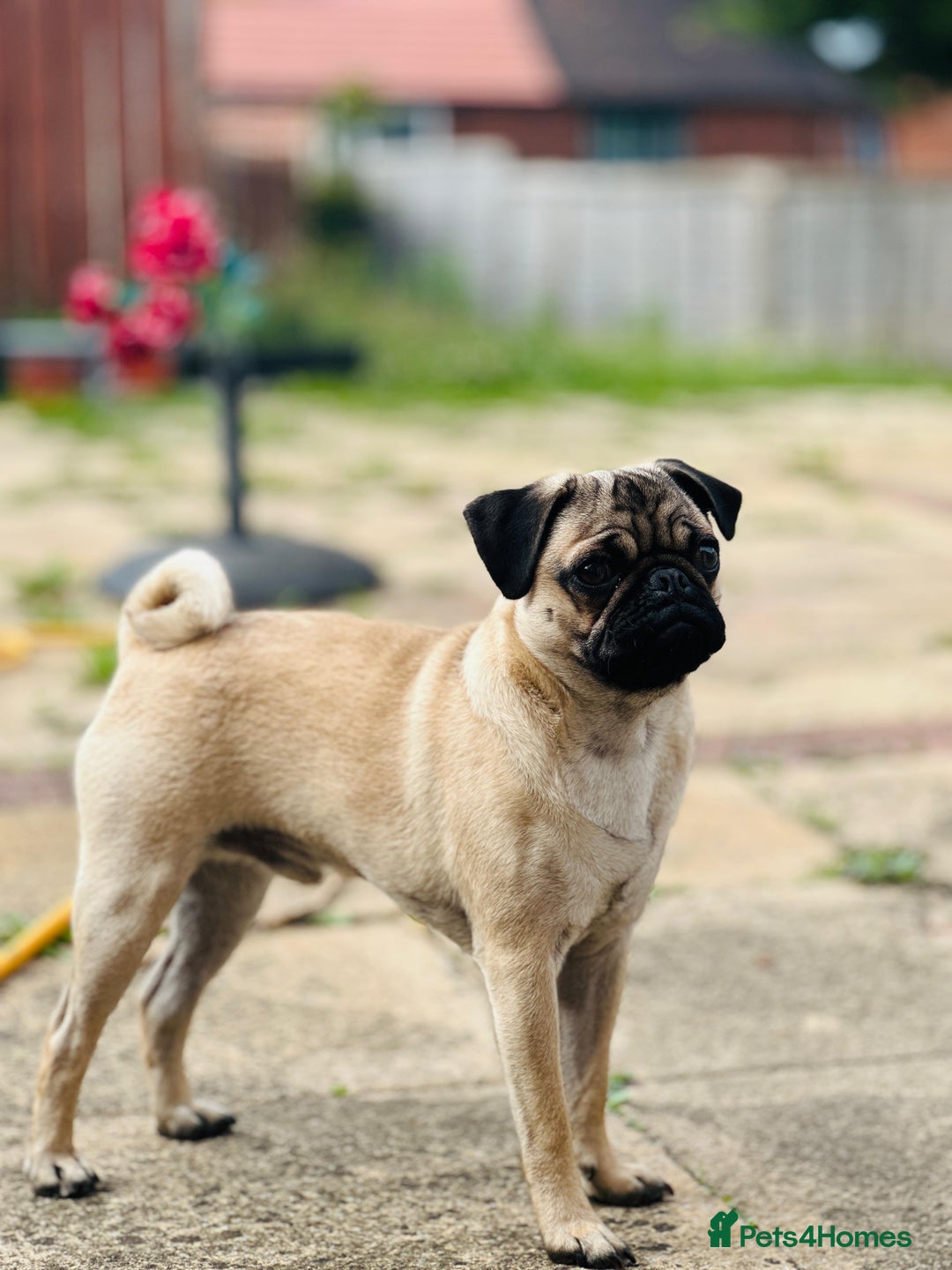 Pug dogs for sale: Beautiful boy  - Image 2