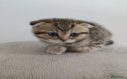Scottish Fold cats for sale: Beautiful Scottish fold kittens  - Image 4