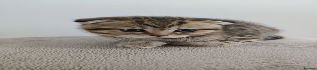 Scottish Fold Kitten 1