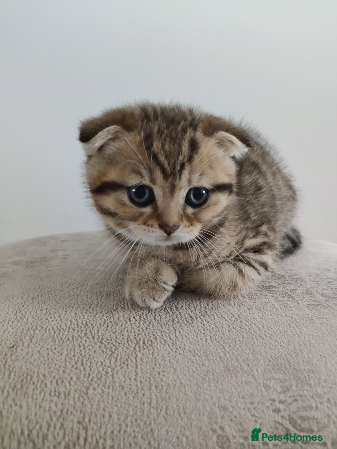 Scottish Fold cats for sale: Beautiful Scottish fold kittens  - Image 4