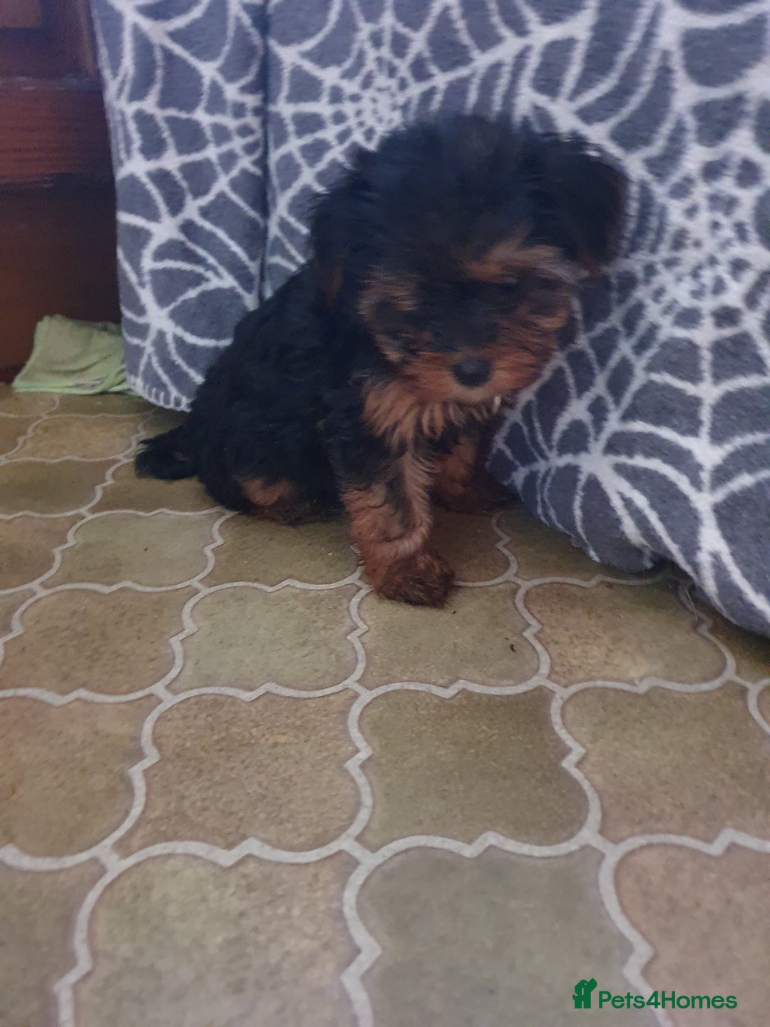 Yorkshire Terrier dogs for sale: Yorkshire terrier puppies 2 girls  - Advert 21
