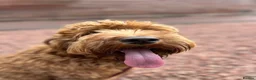 Australian Labradoodle dogs for sale: Australian labradoodle puppies expected soon. - Advert 5