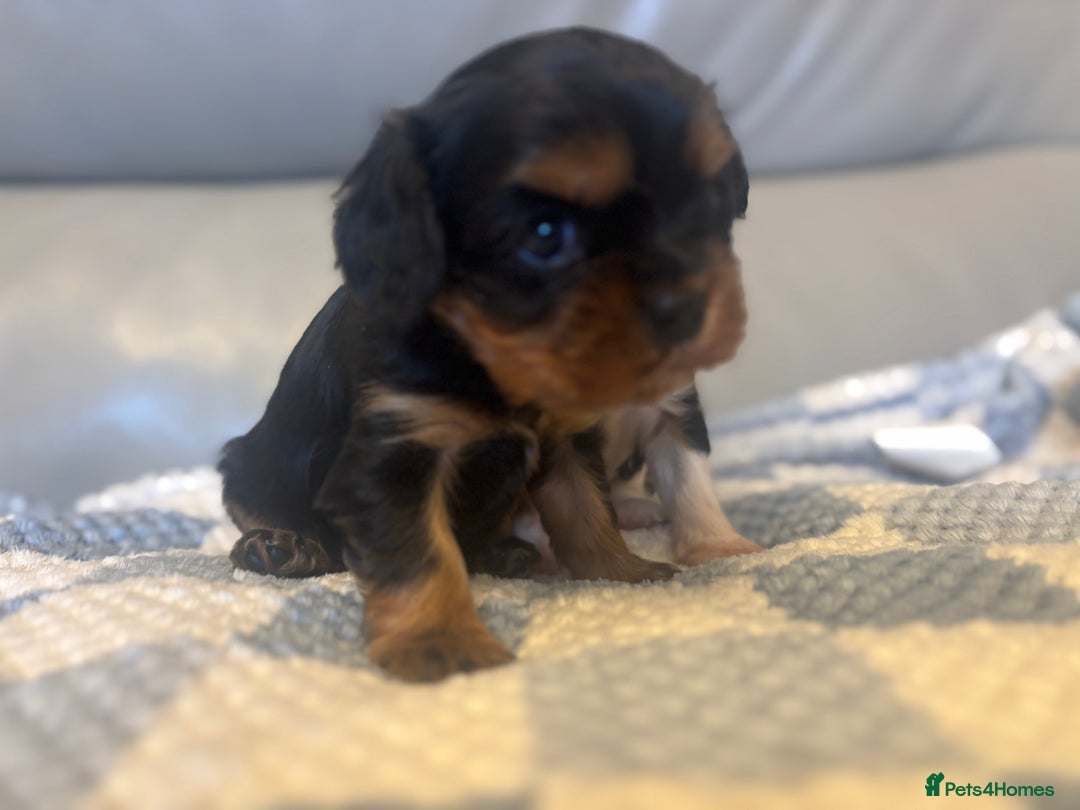 Cavalier King Charles Spaniel dogs for sale: Two beautiful kc boys  - Advert 19