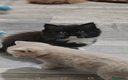 Mixed Breed cats for sale: 🐾 Adorable, persian crossed Kittens for Sale 🐾 - Image 2