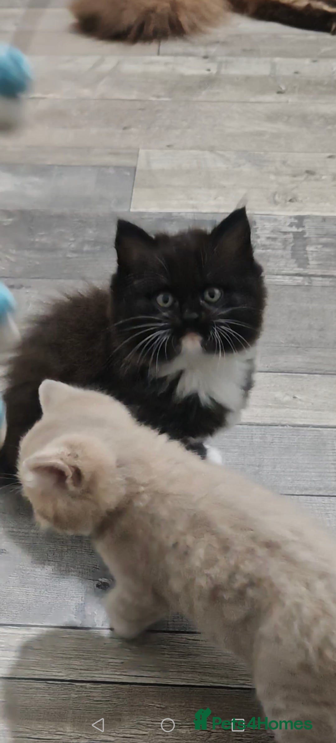 Mixed Breed cats for sale: 🐾 Adorable, persian crossed Kittens for Sale 🐾 - Image 2