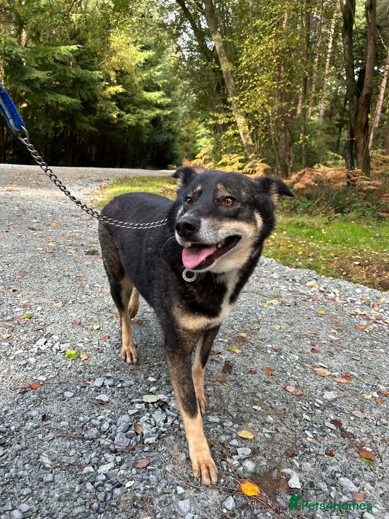 Mixed Breed dogs for adoption: Ben - Norwich Norfolk  - Advert 4