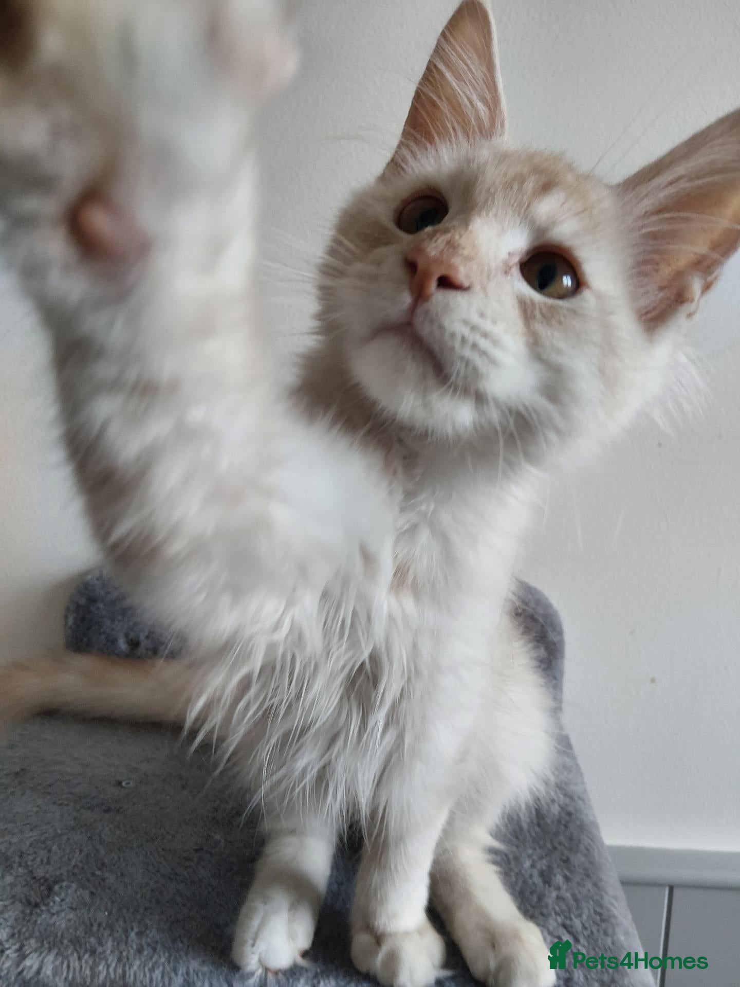 Maine Coon cats  RARELY LION KING - Advert 12