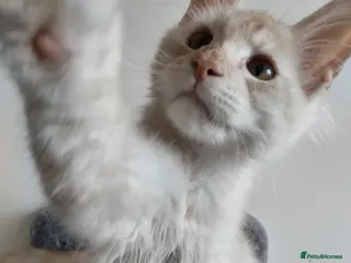Maine Coon cats RARELY LION KING - Advert 12
