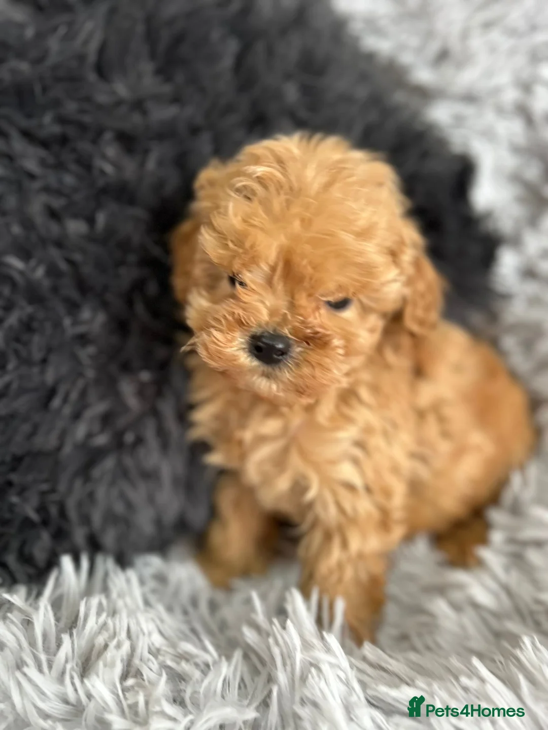 Cockapoo dogs for sale: Cockapoo - Advert 4